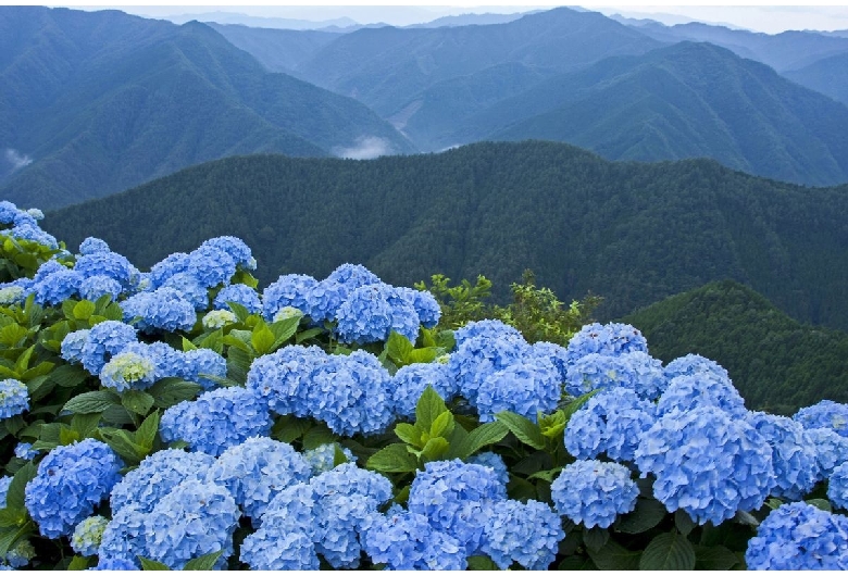 花園あじさい園