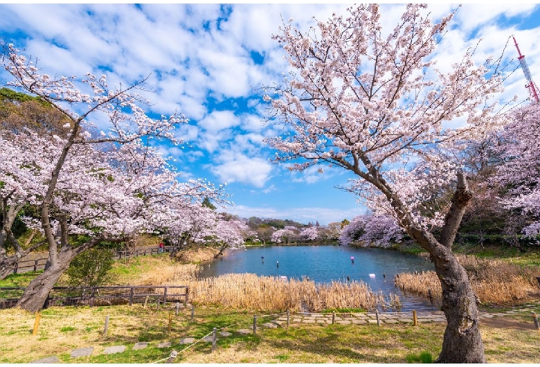 三ツ池公園