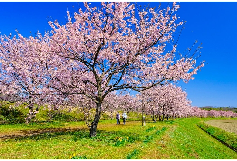 北浅羽桜堤公園