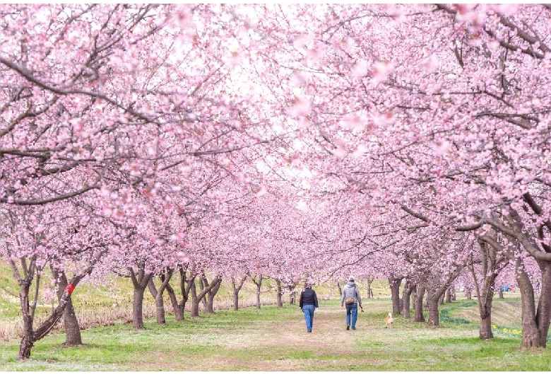 北浅羽桜堤公園