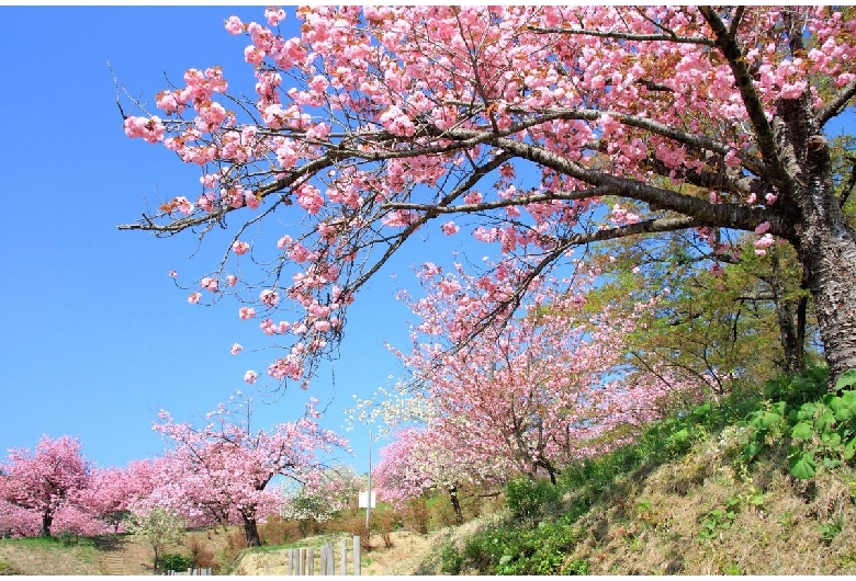 八塩いこいの森