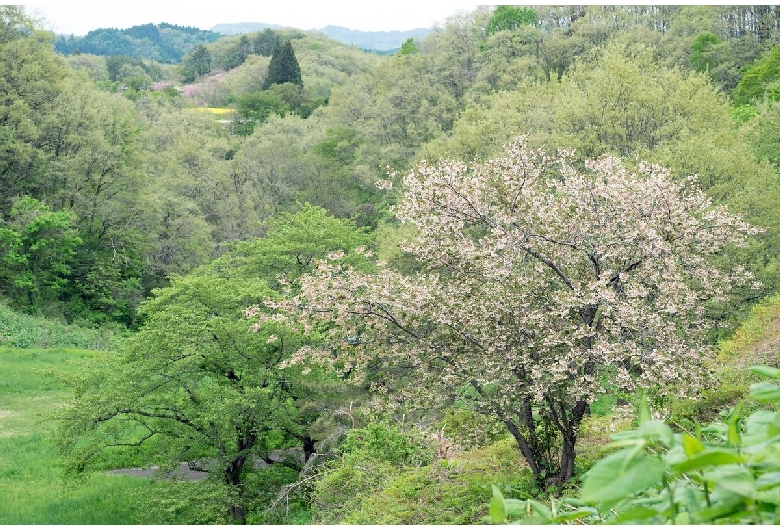 八塩いこいの森