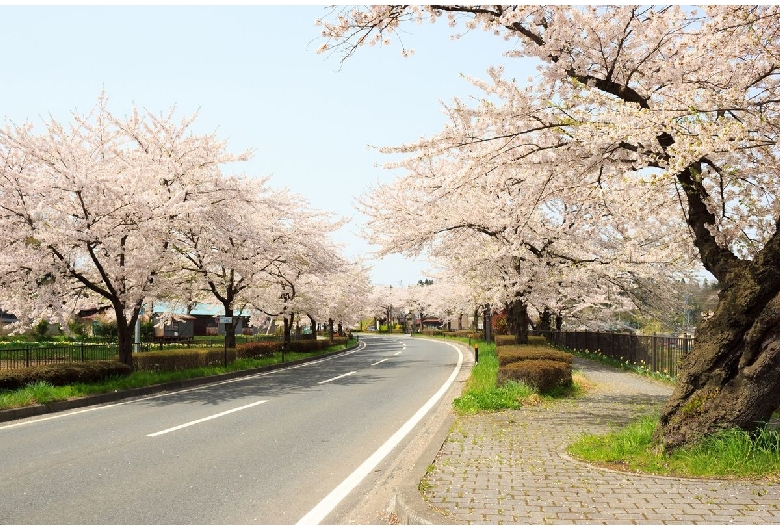 平泉町県道300号線（旧国道4号線）の桜