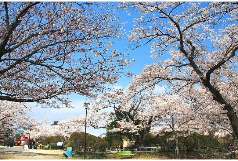 松ヶ岡公園