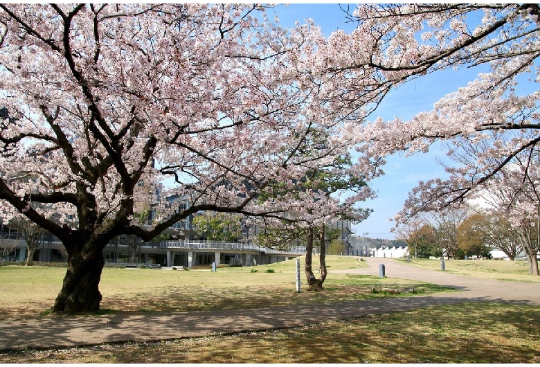 平中央公園