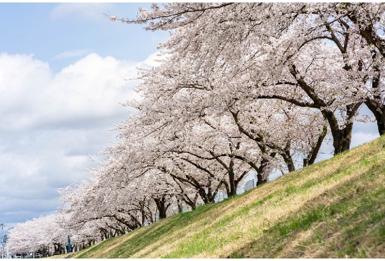 宮川千本桜