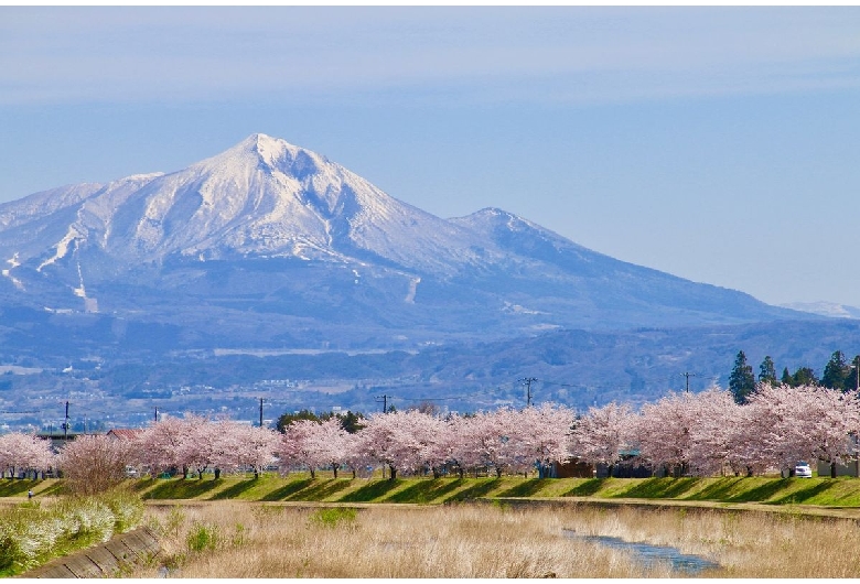 宮川千本桜