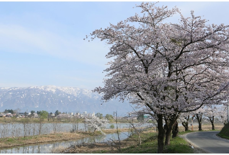 最上川堤防千本桜