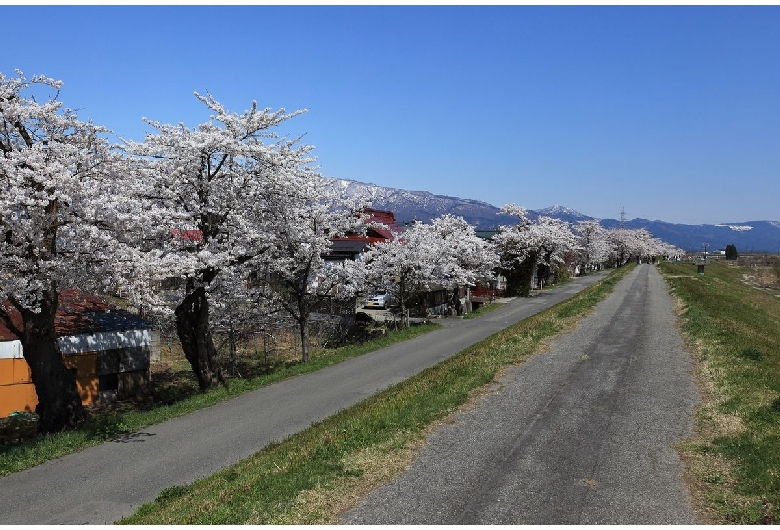 最上川堤防千本桜