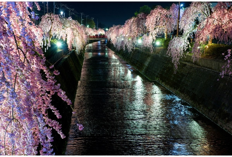 倉津川の桜