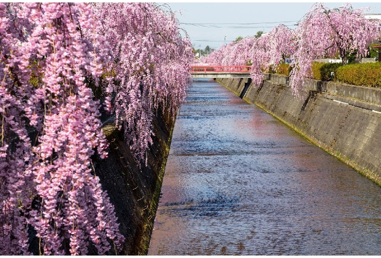 倉津川の桜