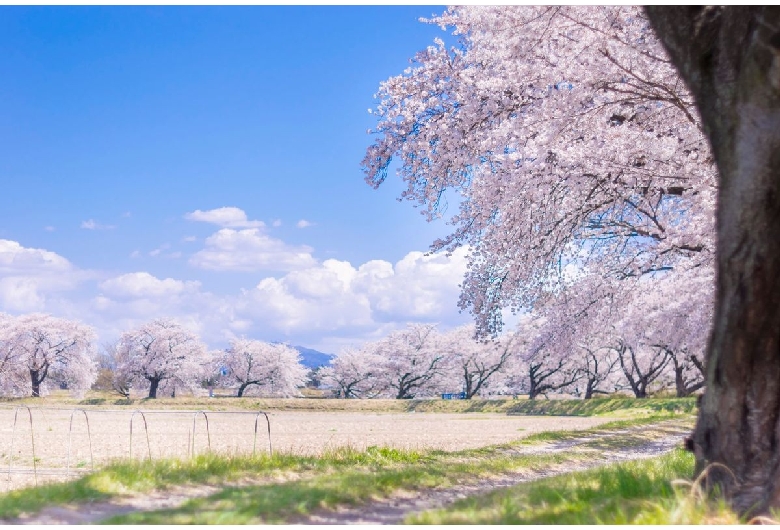 藤田川の桜