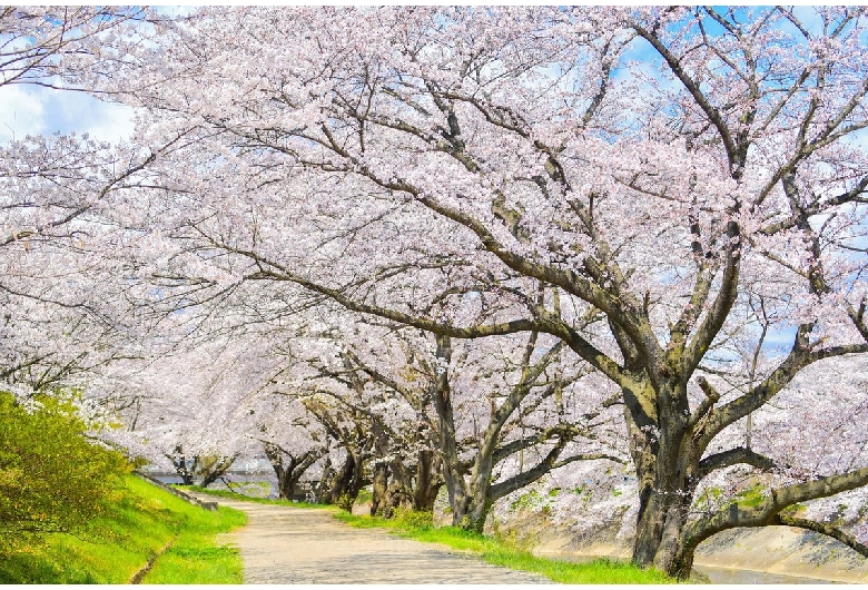 藤田川の桜