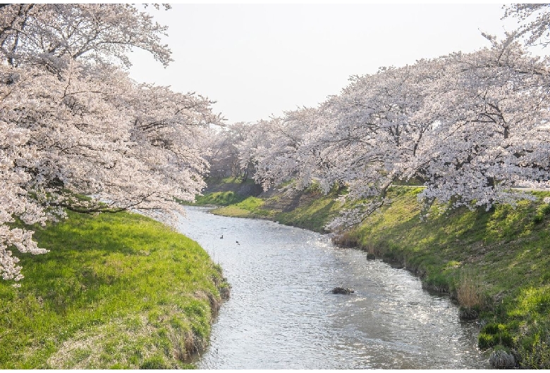 藤田川の桜