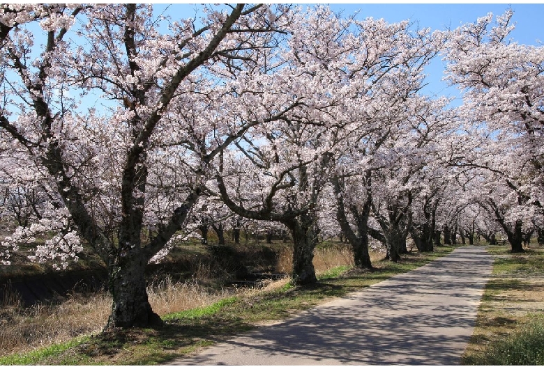 笹原川千本桜