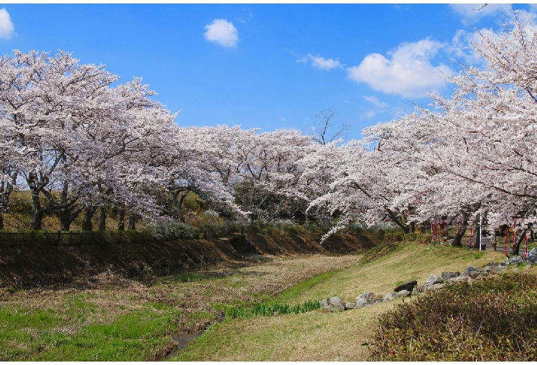 笹原川千本桜