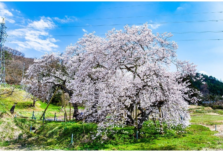 石部桜