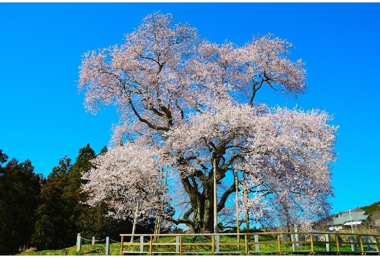 戸津辺の桜