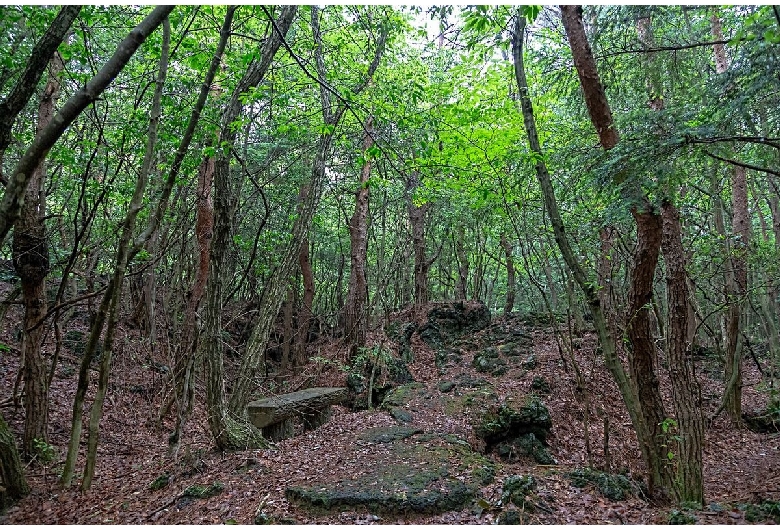 鳴沢熔岩樹型