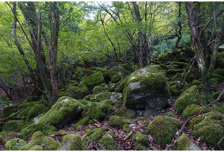 古処山ツゲ原始林