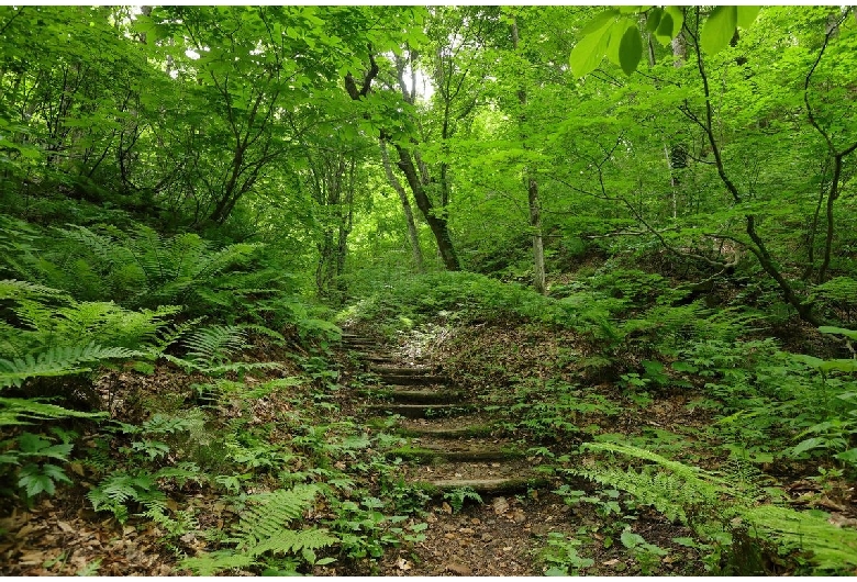 白神山地（ブナ遺伝資源保存林）