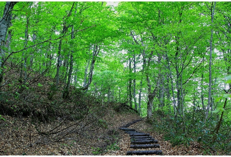 白神山地（ブナ林散策道）