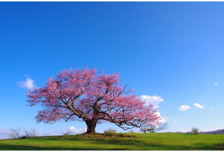 亀ヶ森牧場の一本桜