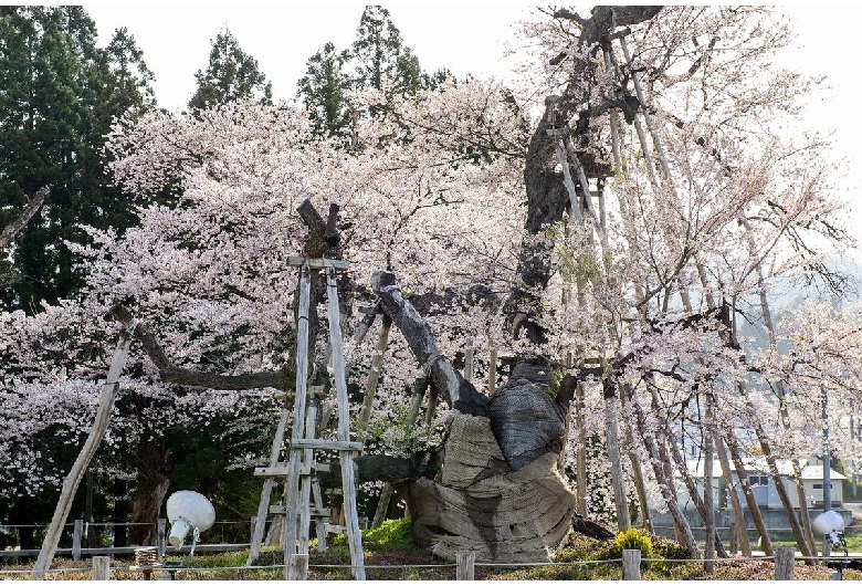 伊佐沢の久保桜