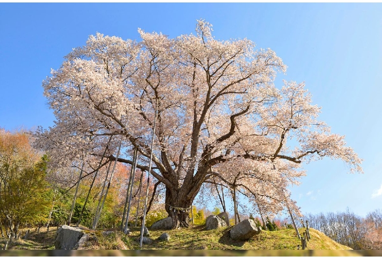 越代の桜