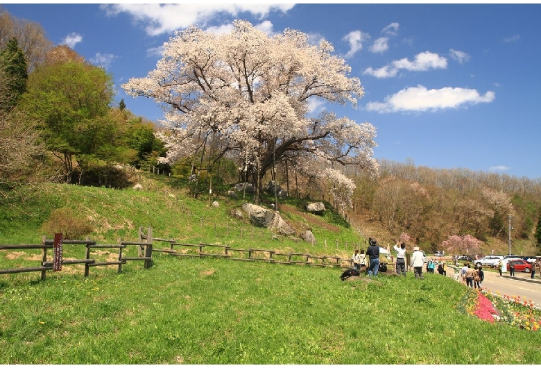 越代の桜