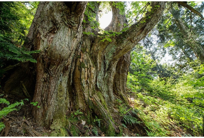 オブ山の大杉