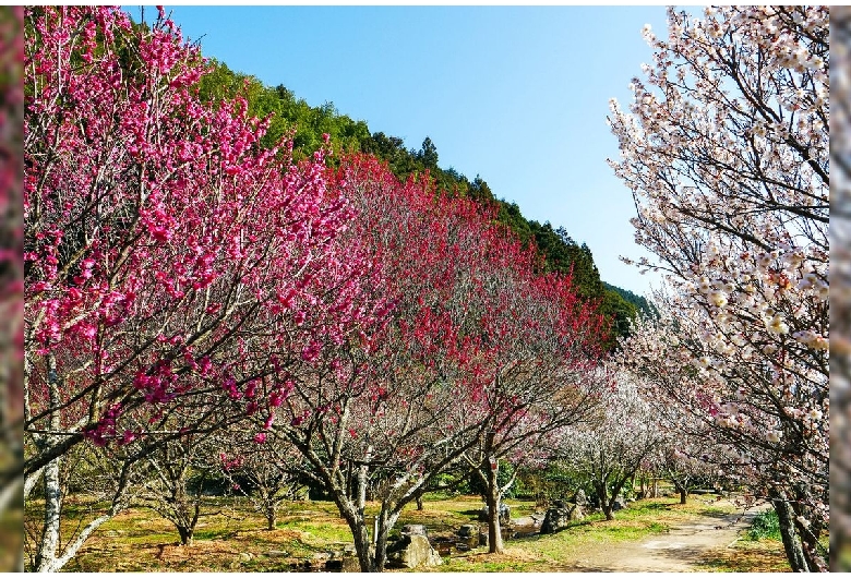 萩往還梅林園