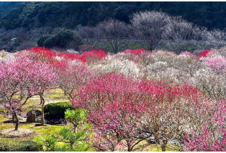 萩往還梅林園