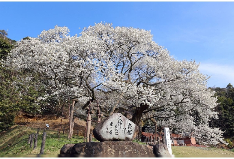 三隅大平桜