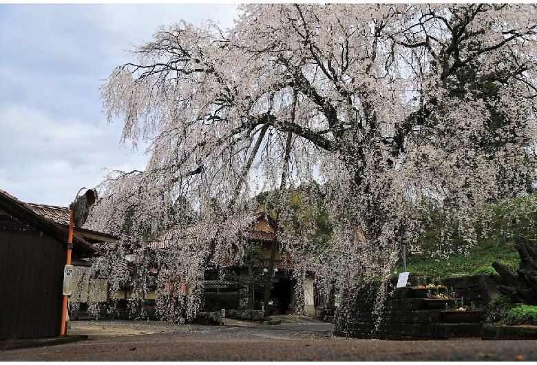 段部のしだれ桜