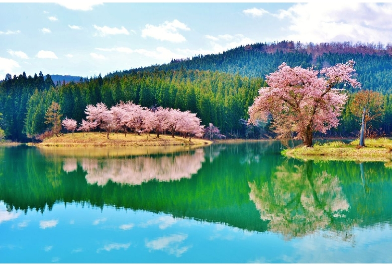 中子の桜