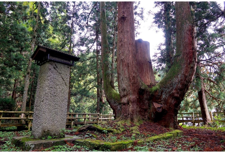 三川の将軍杉