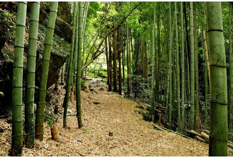 熊野古道（紀伊路）