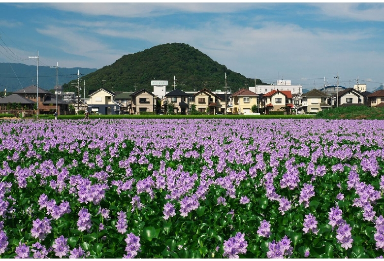 畝傍山