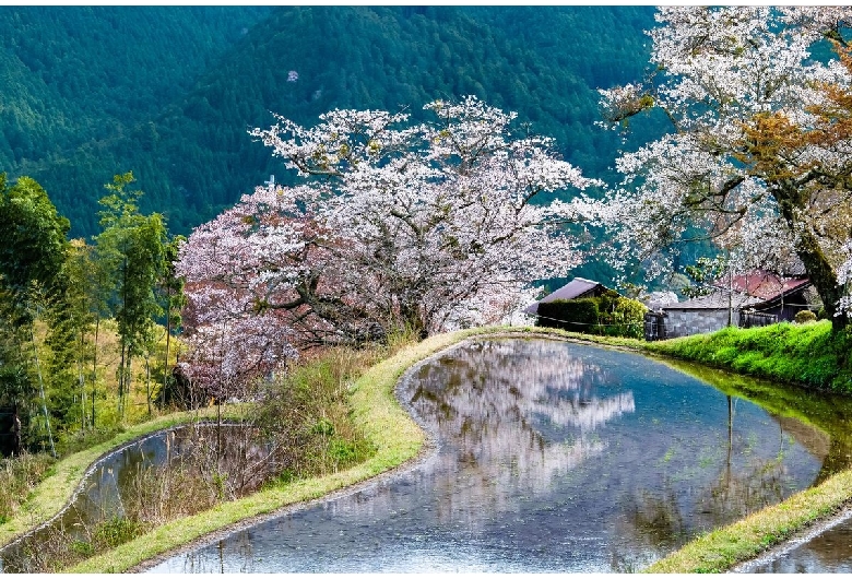 三多気の桜