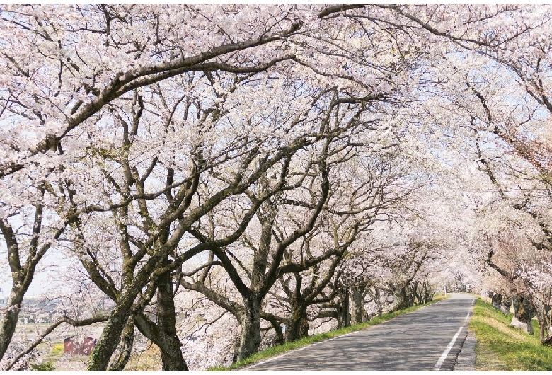 木曽川堤