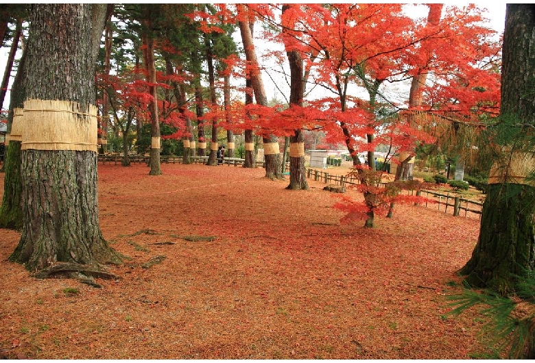 須賀川牡丹園