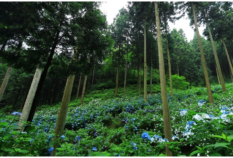 南沢あじさい山