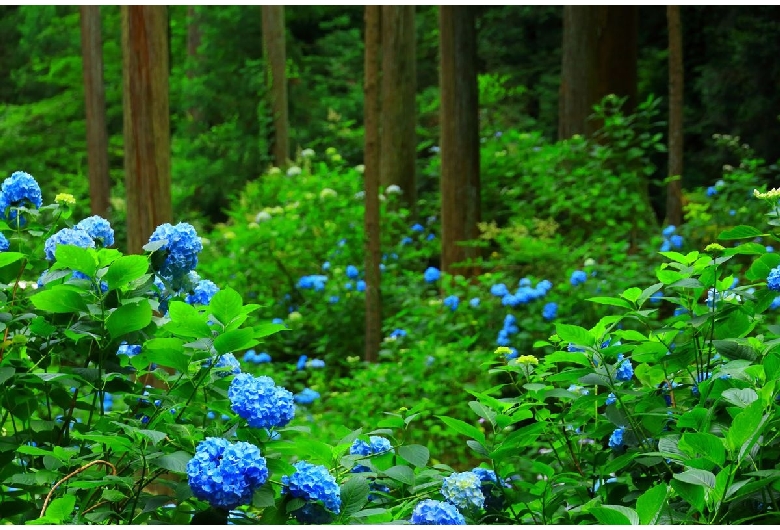 南沢あじさい山