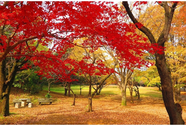 所沢航空記念公園（航空公園）