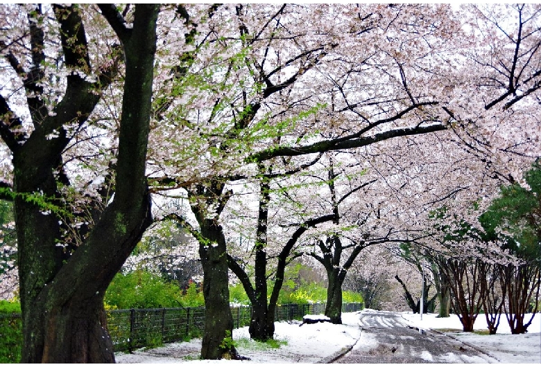 所沢航空記念公園（航空公園）