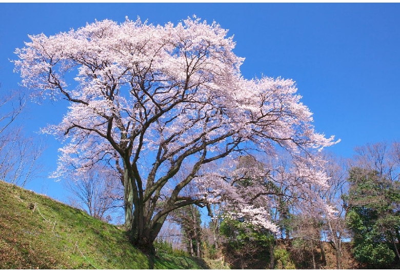 鉢形城（鉢形城公園）