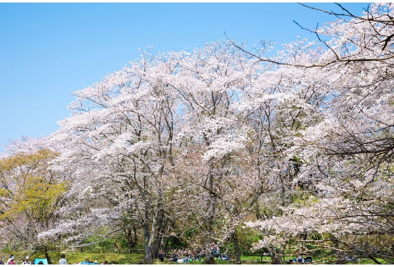 佐倉城（佐倉城址公園）