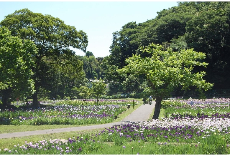 佐倉城（佐倉城址公園）