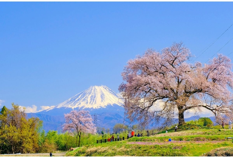 わに塚の桜